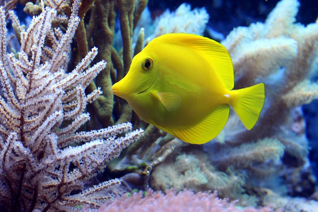 žlutá ryba